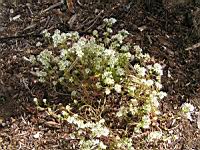Cochlearia officinalis (fam Cruciferes) (Cotes du N-O de l'Europe) (1) (Photo F. Mrugala)